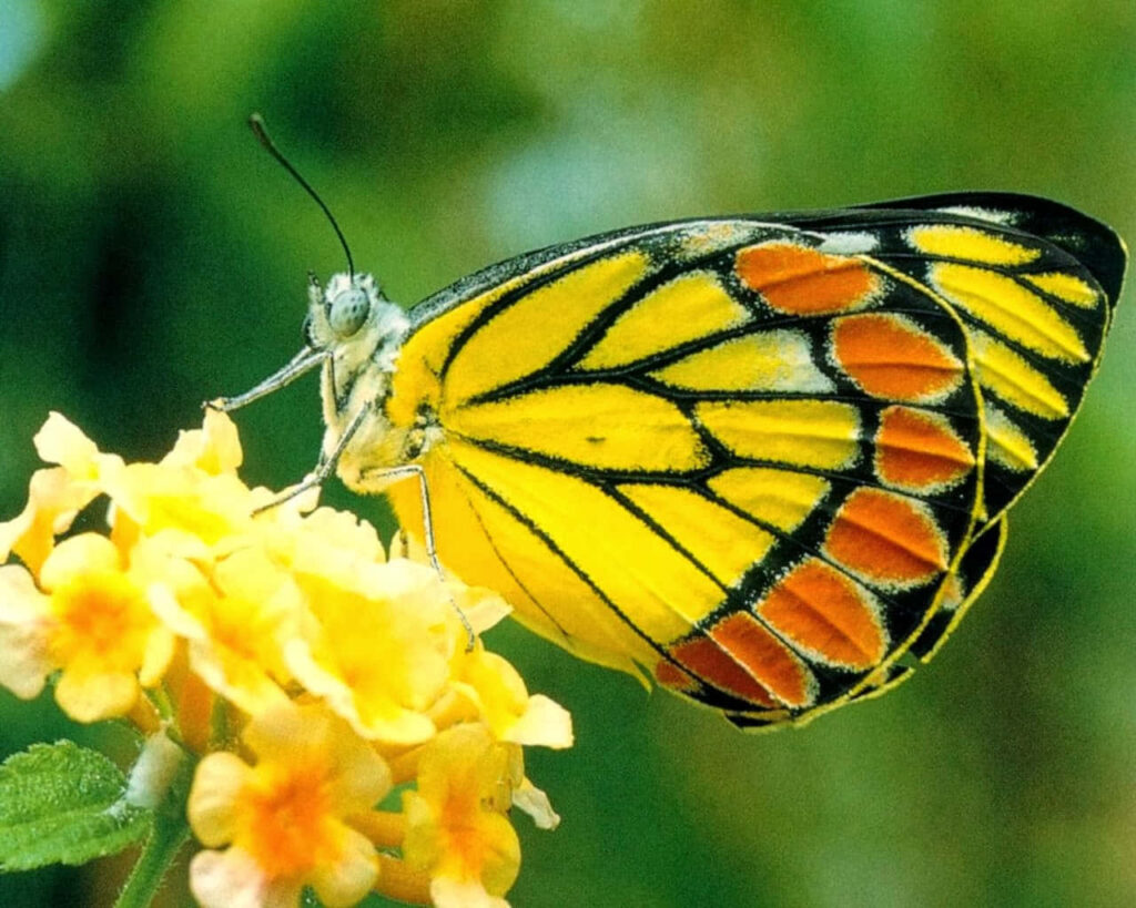 Vibrant Butterfly on Yellow Flowers: Stunning Wallpaper Background