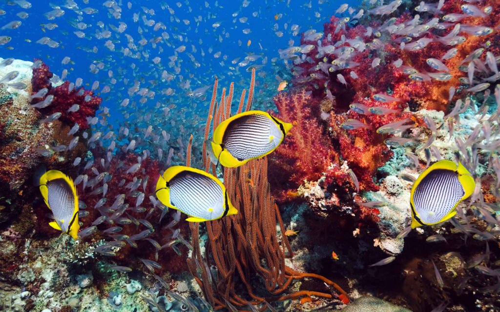 Vibrant yellow black butterflyfish swimming among colorful coral reef and silvery fish underwater Wallpaper