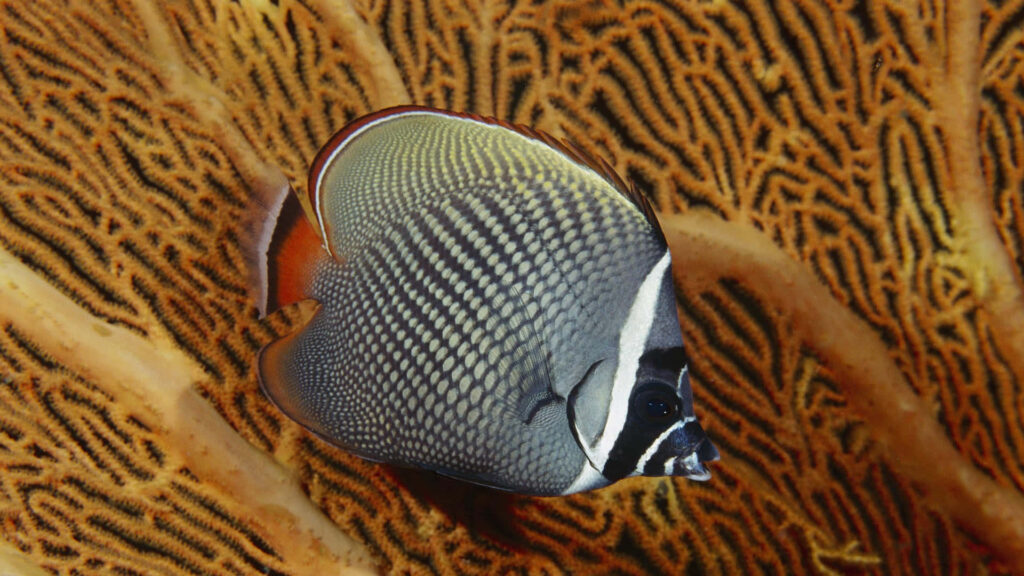 Colorful butterflyfish swimming by vibrant coral reef with vivid orange black and white patterns Wallpaper
