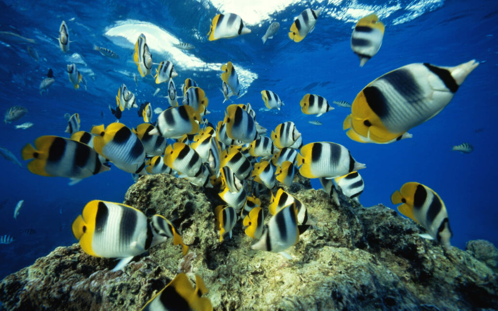 Vibrant butterflyfish school swimming around colorful coral reef in clear blue tropical ocean Wallpaper