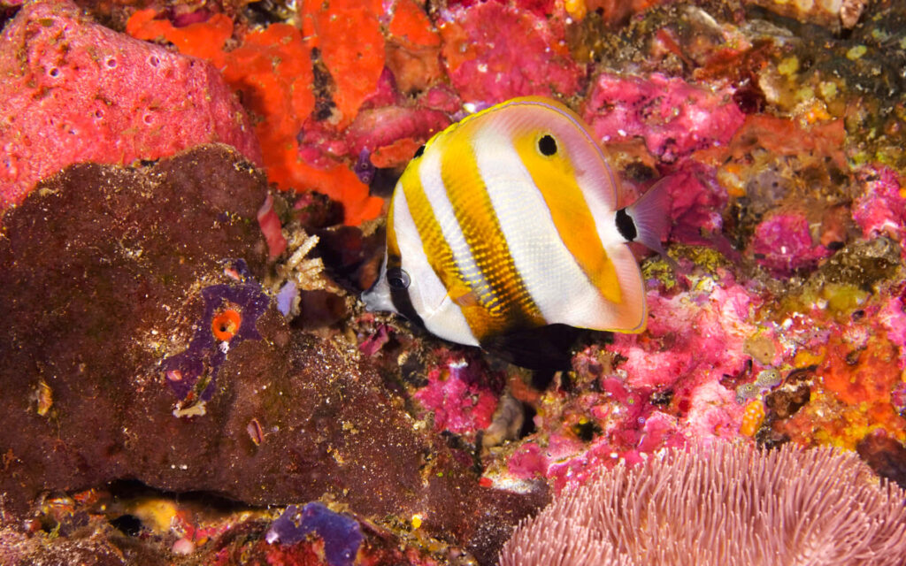 Vibrant butterflyfish with yellow white stripes swims through colorful coral reef underwater scene Wallpaper
