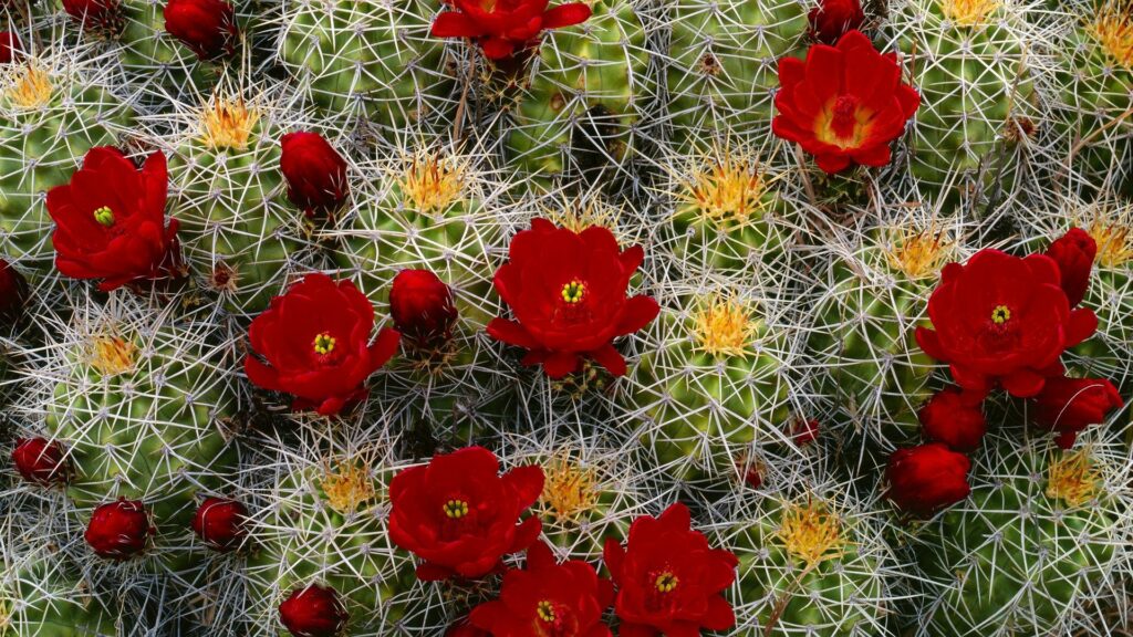 Vibrant Cacti with Red Flowers - Stunning 1920x1080 Wallpaper
