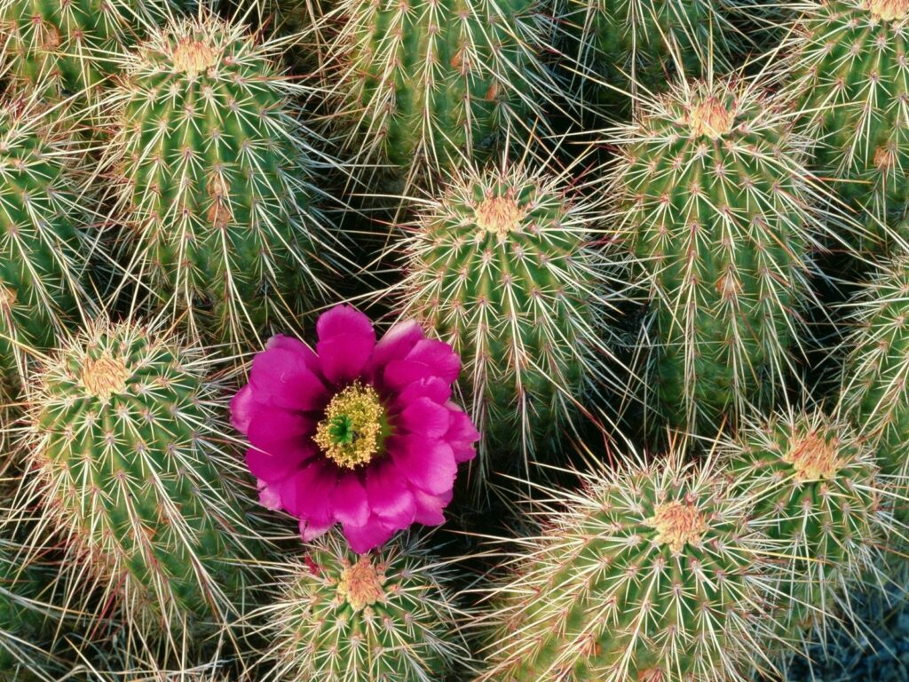 Vibrant Cacti Wallpaper: Stunning Purple Flower in Desert Landscape