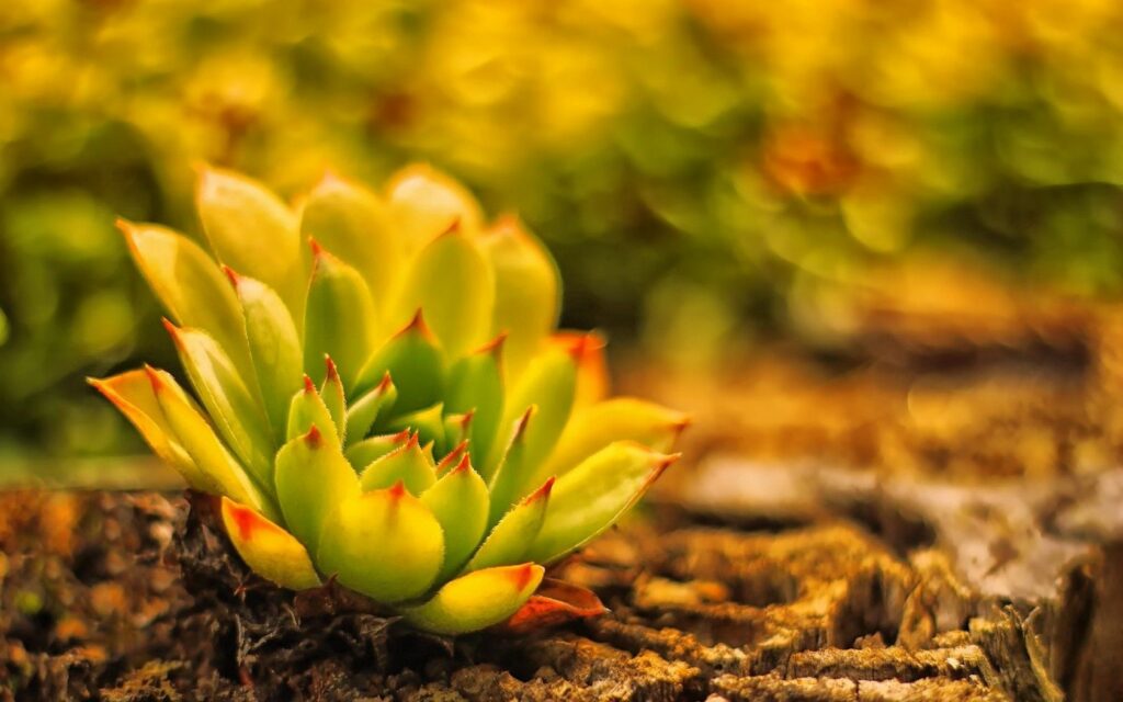 Vibrant Cactus Close-Up: Warm Wallpaper Background with Textured Rocks