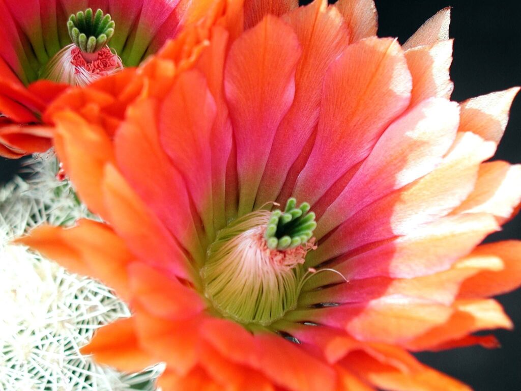 Vibrant Cactus Flowers Wallpaper: Colorful Orange & Pink Petals