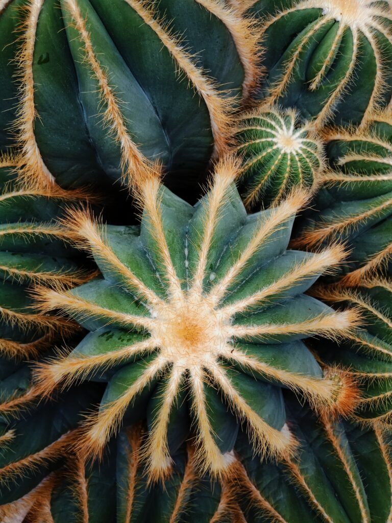 Stunning Cactus Macro Wallpaper: Intricate Spines & Vibrant Greens