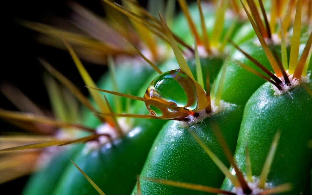 Vibrant Cactus Macro: Intricate Thorns & Water Droplet Wallpaper