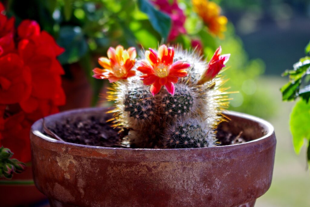 Vibrant Cactus Wallpaper: Colorful Blooms & Rustic Terracotta Pot