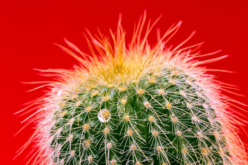 Close-Up Cactus with Water Drops on Red Wallpaper Background