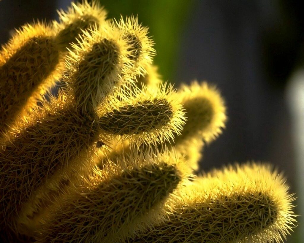 Bright Cactus Wallpaper: Intricate Thorns in Warm Sunlight