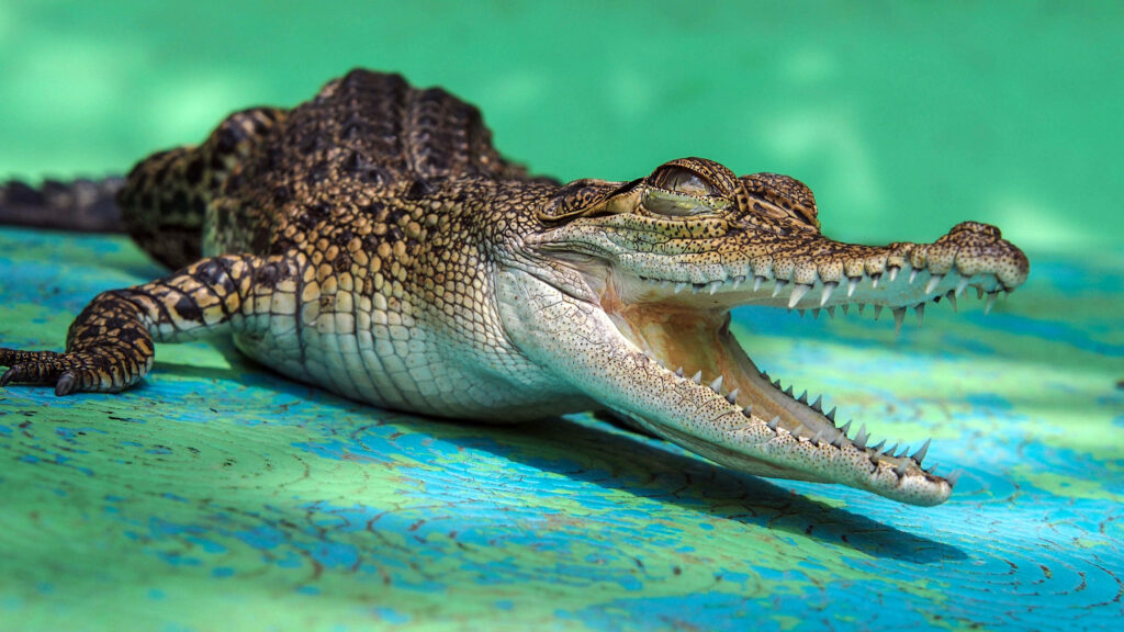 Vibrant Caiman Wallpaper: Detailed Scales on Blue and Green Background