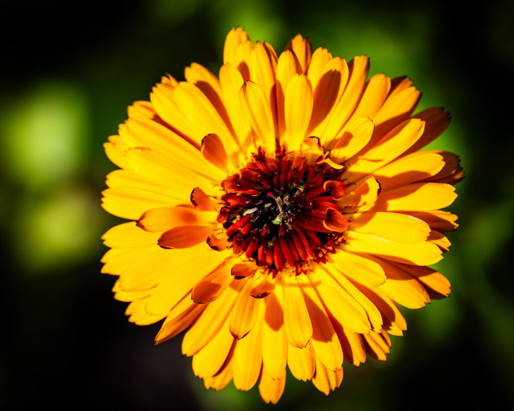 Vibrant Calendula Flower in Bloom: Macro Detail with Soft Green Background Wallpaper