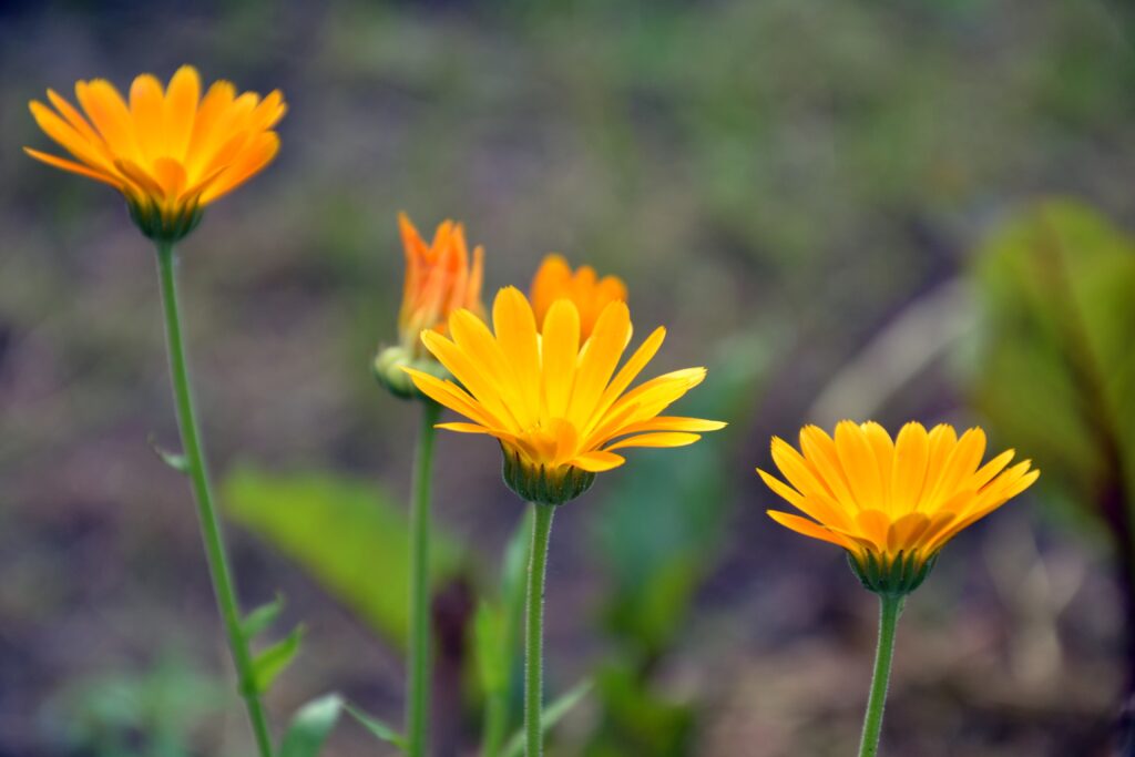 Vibrant Calendula Flowers Wallpaper - Close-Up with Blurred Background