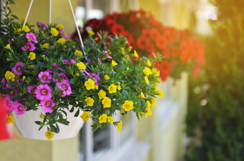 Colorful Calibrachoa Hanging Baskets Wallpaper - Vibrant Garden Scene