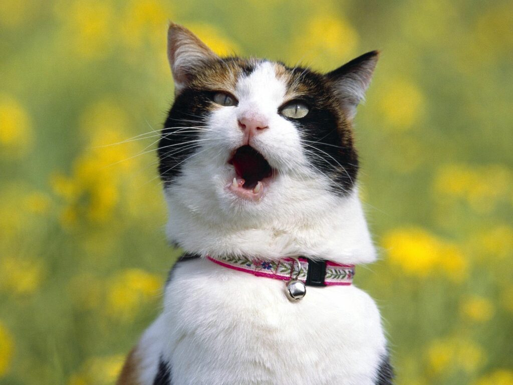 Calico Cat in Decorative Collar Amidst Yellow Flower Background Wallpaper