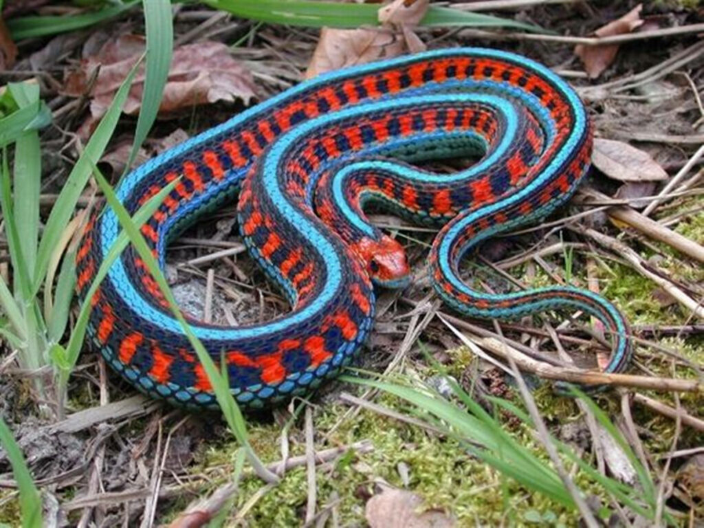 Vibrant Close-Up of California Garter Snake in Natural Habitat Wallpaper