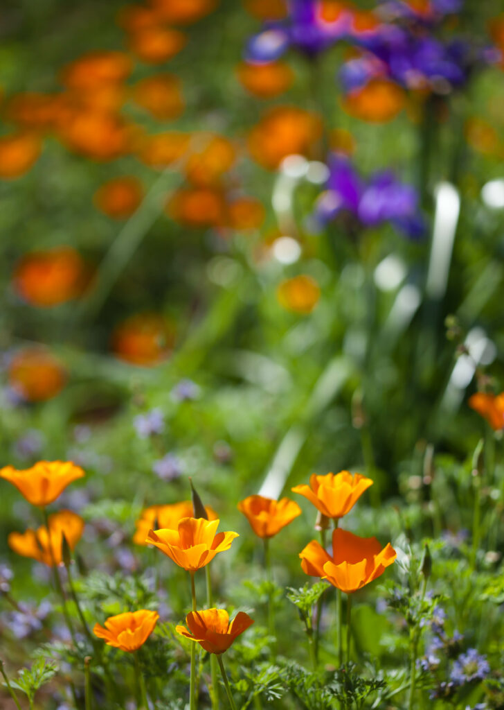Vibrant California Poppy Wallpaper: Lively Spring Garden Background