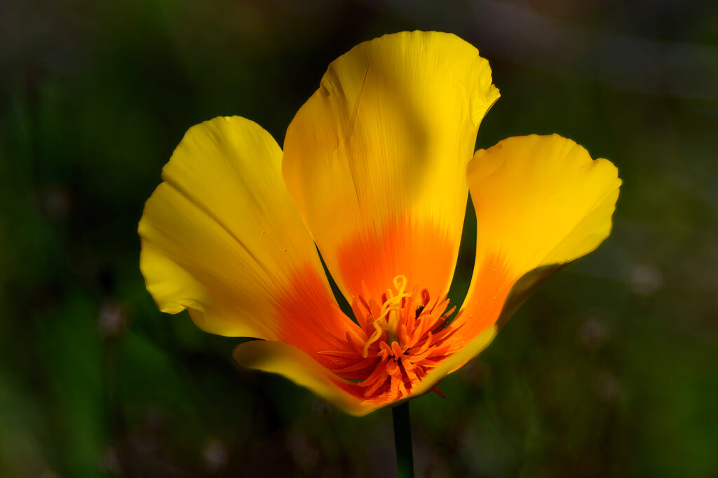 Vibrant California Poppy Close-Up: Radiant Yellow & Orange Wallpaper