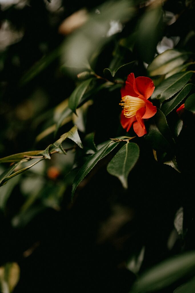 Stunning Camellia Flower Macro: Vibrant Blooming Wallpaper Background