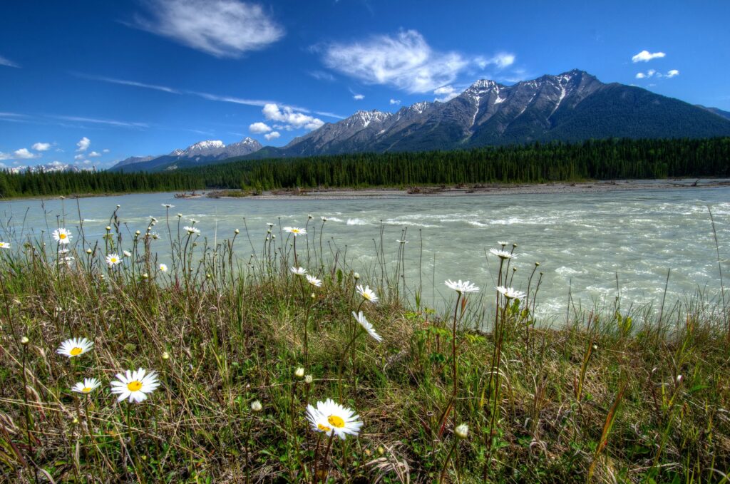Vibrant Vermilion Kootenay Park river view with wild daisies snow mountains and green forest Wallpaper