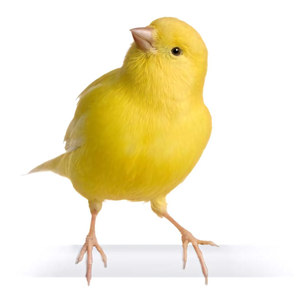 Vibrant Canary Bird Wallpaper on White Studio Background