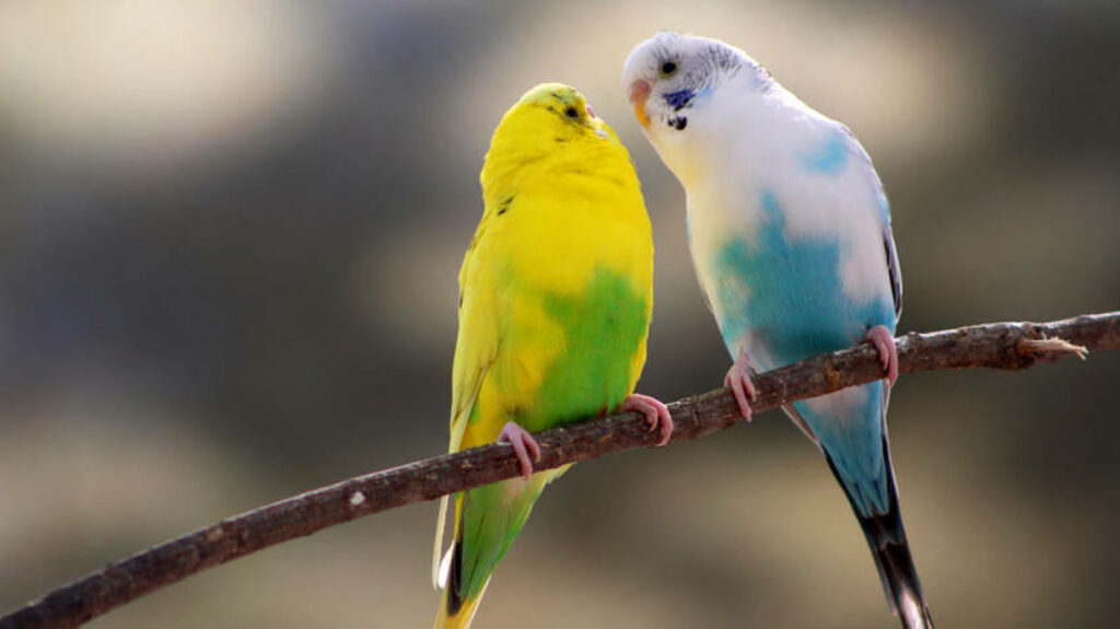 Vibrant Canary & Colorful Parakeet: Serene Nature Wallpaper