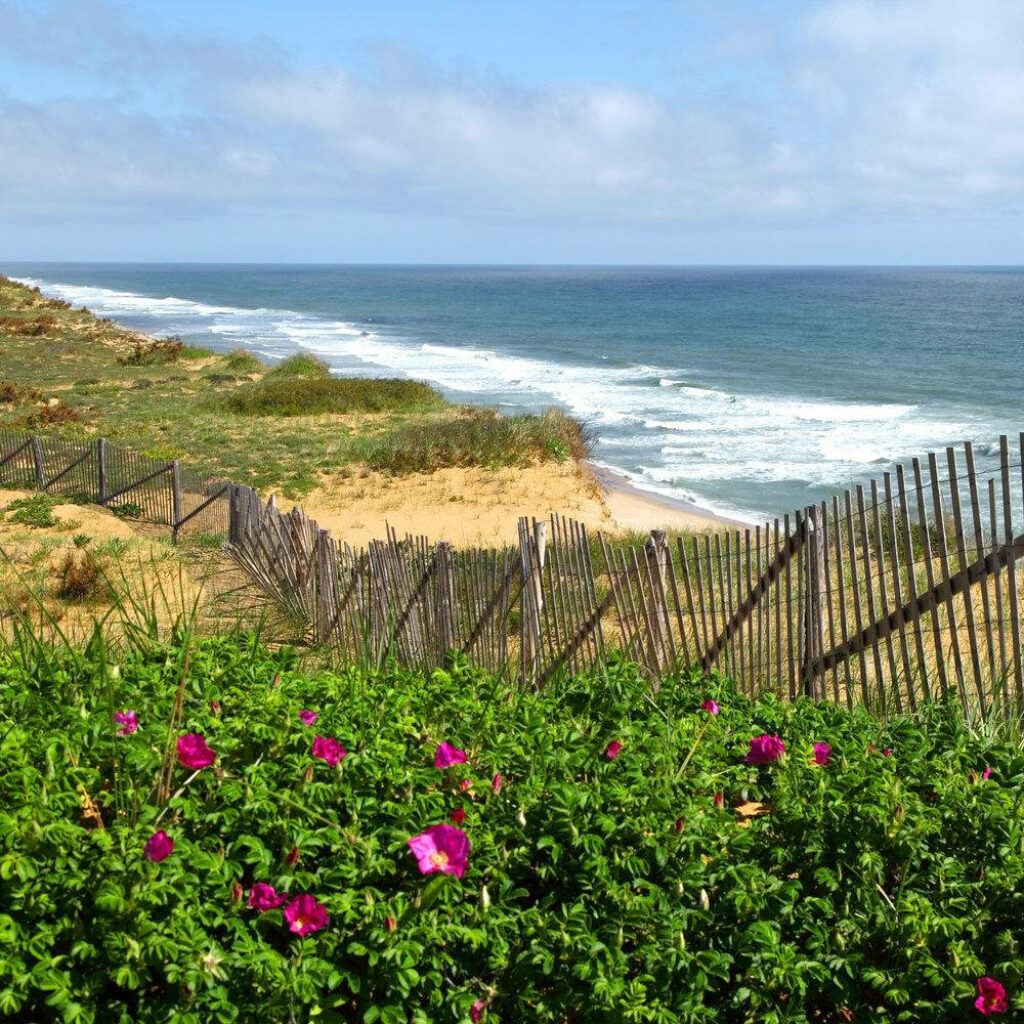 Scenic Cape Cod Wallpaper: Flowers, Fence & Ocean View