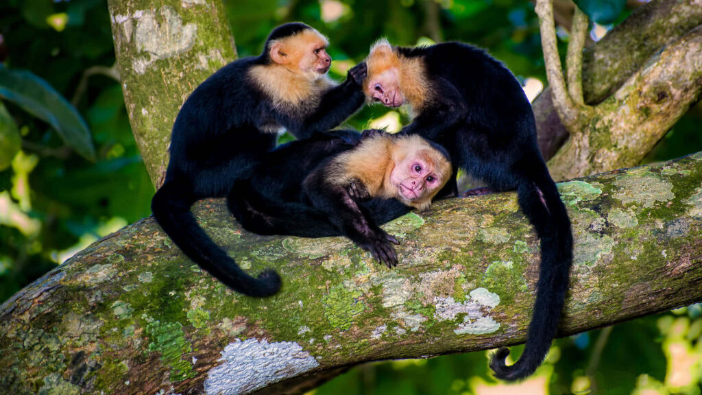 Playful Capuchin Monkeys Socializing on Tree Branch Wallpaper