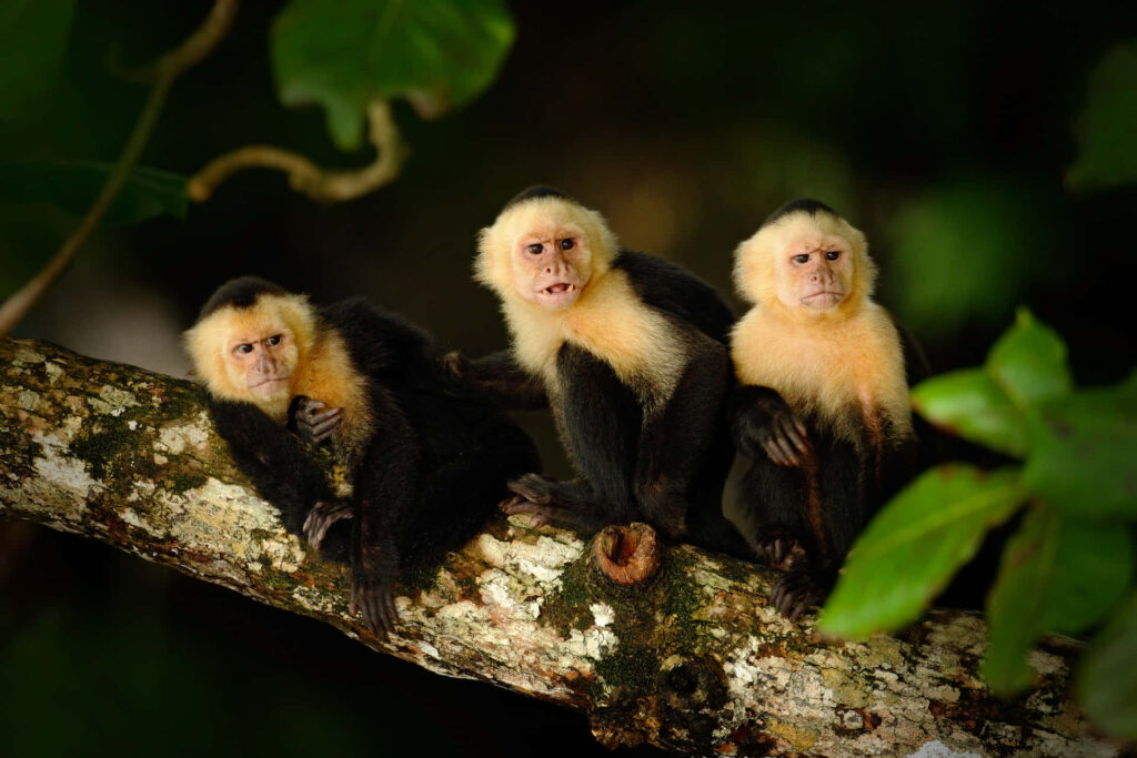 Playful Capuchin Monkeys on Tree Branch - Lush Green Background Wallpaper