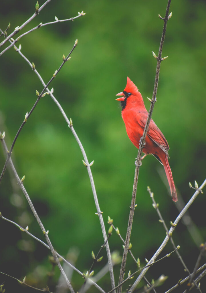 Vibrant Cardinal on Budding Branch: Nature-themed Wallpaper Background