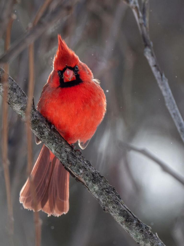 Vibrant Cardinal on Snowy Branch - Serene Winter Background Wallpaper