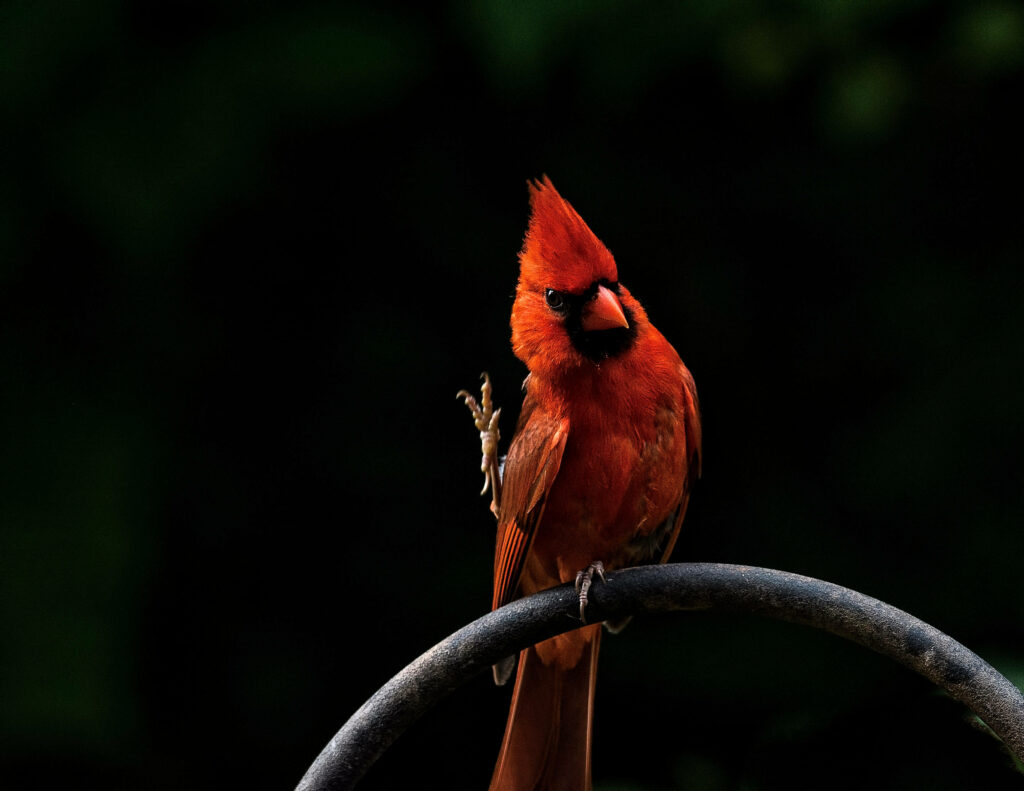Vibrant Cardinal Wallpaper: Strength and Vitality for Your Day!
