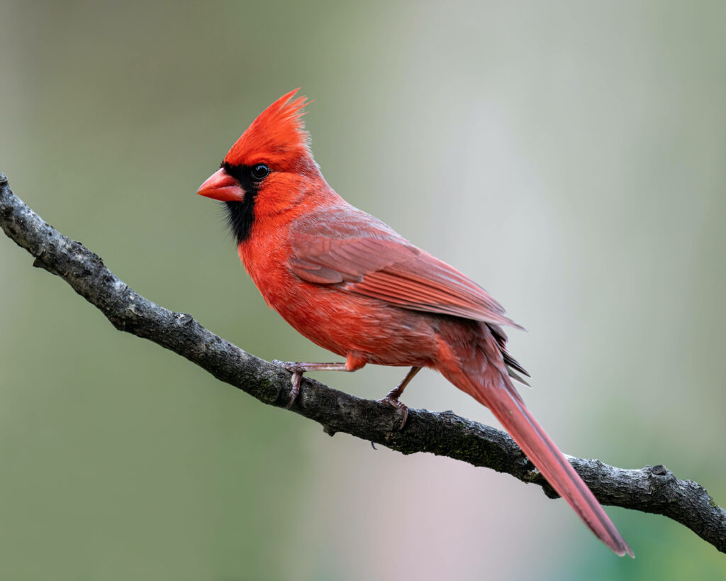 Vibrant Cardinal on Branch - Elegant Nature Wallpaper Background