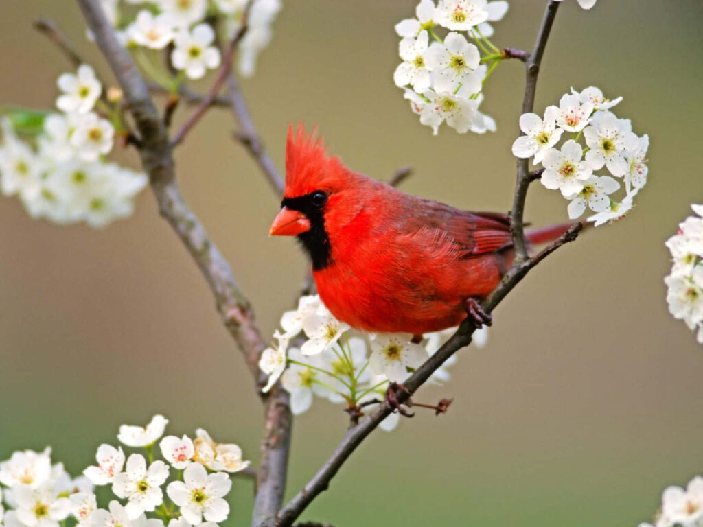 Elegant Red Cardinal Wallpaper with Blossoms - Nature's Beauty