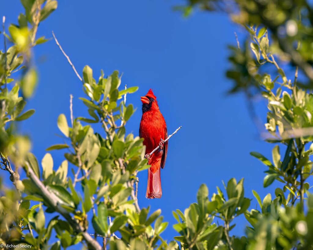 Striking Red Cardinal on Branch Against Blue Sky - Nature Wallpaper