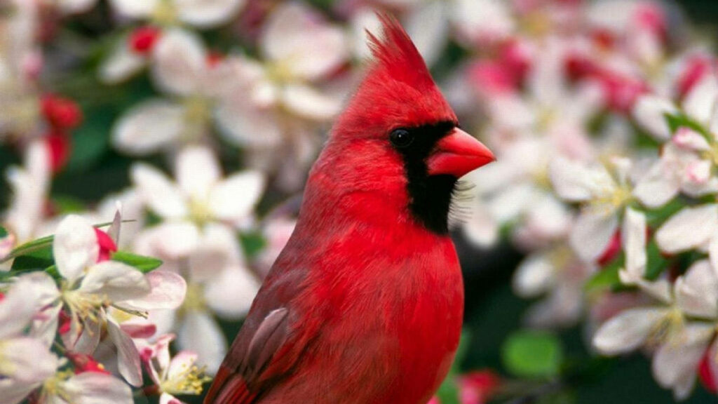 Stunning Cardinal Wallpaper with Delicate White and Pink Flowers