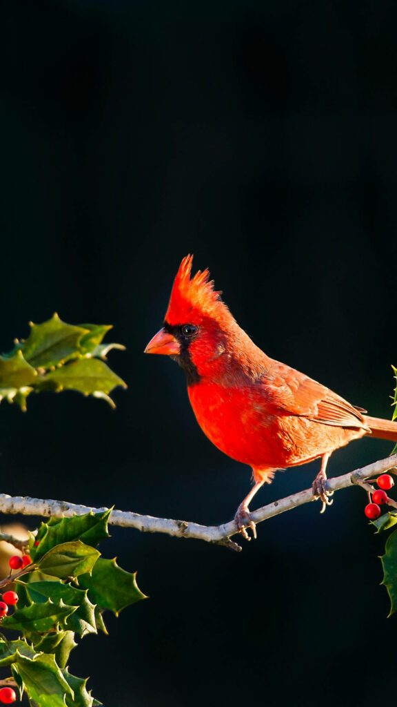 Vibrant Cardinal Wallpaper: Nature's Beauty in Sunlit Branches