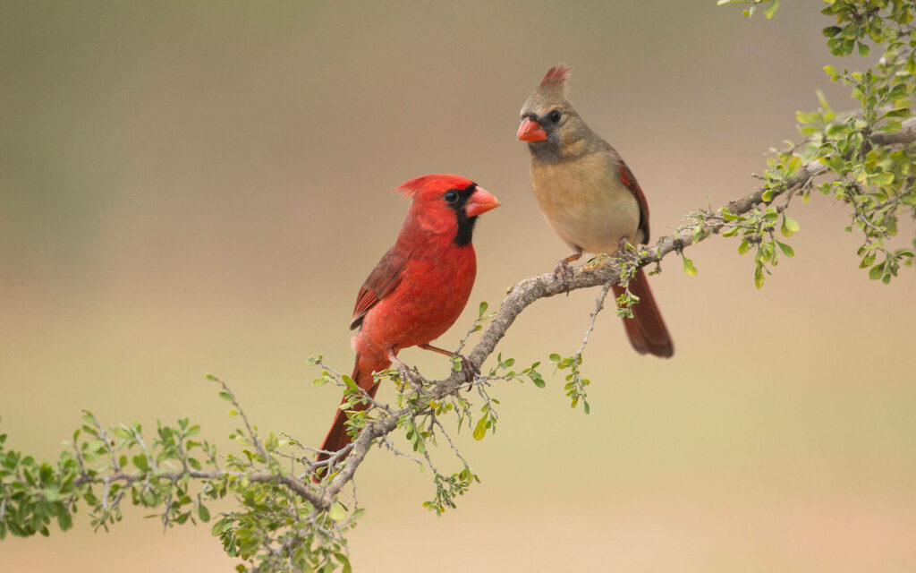 Vibrant Cardinals on Branch: Serene Wildlife Wallpaper Background