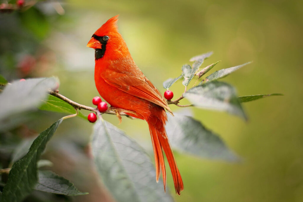Vibrant Cardinal on Berry-Laden Branch with Lush Green Background Wallpaper