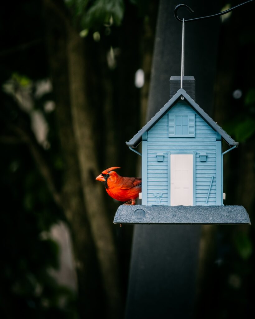 Vibrant Cardinal on Blue Birdhouse - Serene Nature Wallpaper