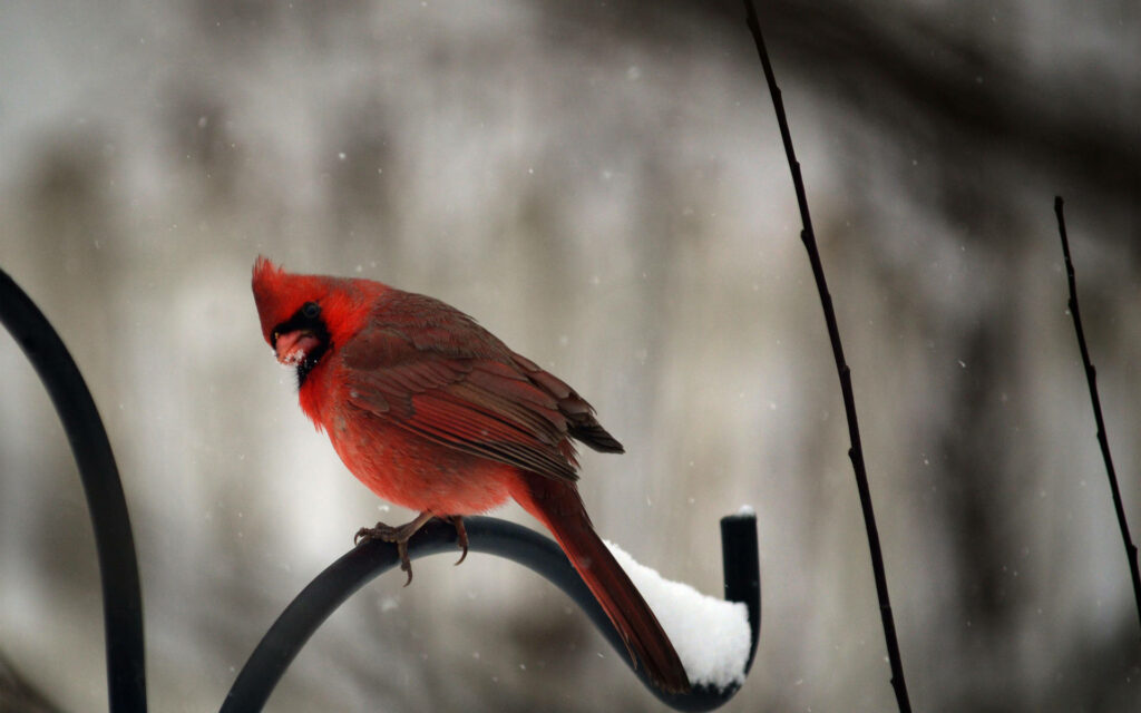 Vibrant Cardinal on Iron Rod: Serene Winter Wallpaper