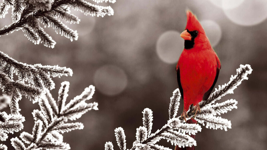Vibrant Cardinal on Snowy Branches: Peaceful Winter Scene Wallpaper