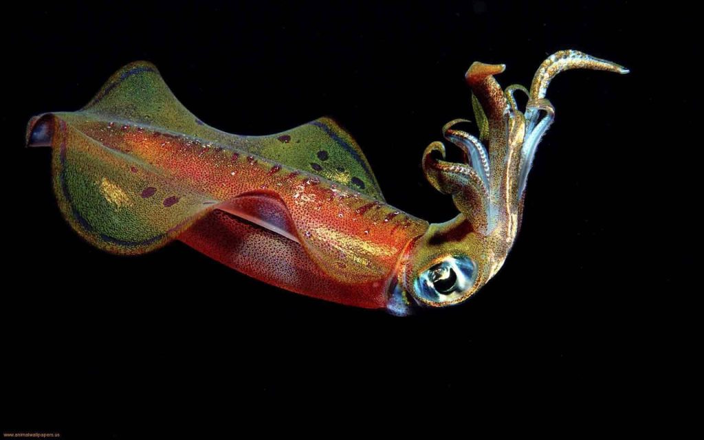 Vibrant Caribbean Reef Squid with orange green red chromatophores swimming underwater dark background Wallpaper