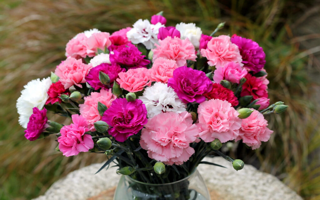Elegant Carnation Centerpiece Wallpaper for Serene Decor