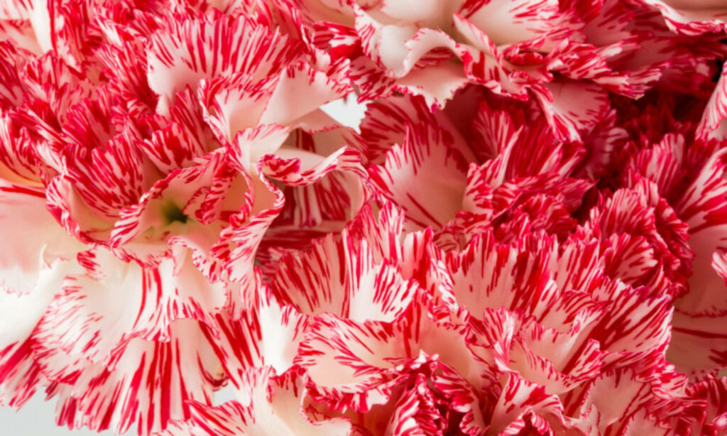 Elegant Carnations Wallpaper: Vibrant Red & White Patterns Background