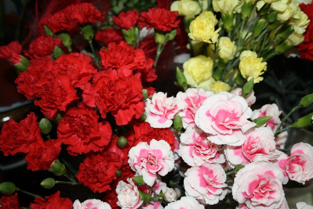 Vibrant 1920x1280 Carnations Blooming Wallpaper - Colorful Floral Background