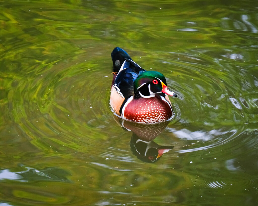 Vibrant Carolina Duck on Serene Pond - Stunning Wallpaper Background
