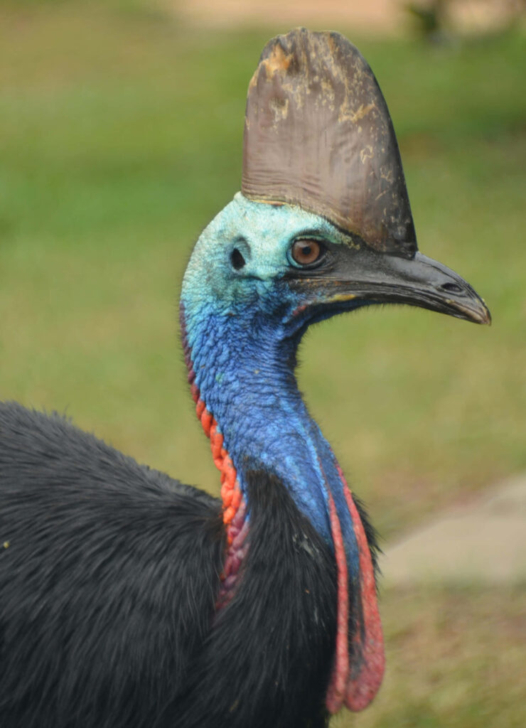 Portrait of a vibrant cassowary with blue head red neck casque on natural green background wallpaper