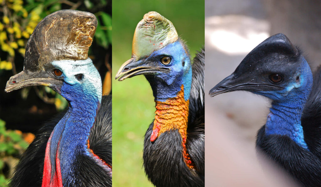 Vibrant cassowary with blue black feathers red casque in lush tropical rainforest high resolution wallpaper
