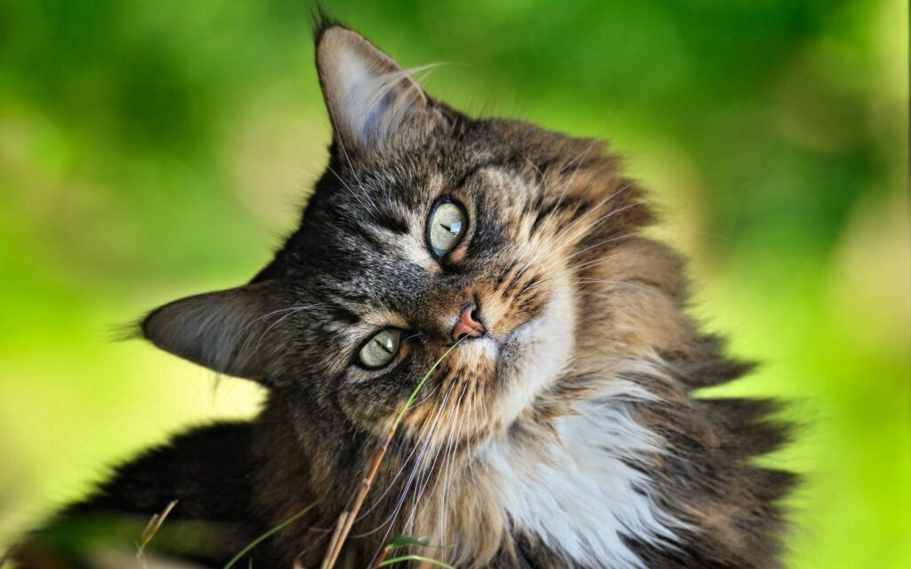 Playful Fluffy Cat Wallpaper on Vibrant Green Background